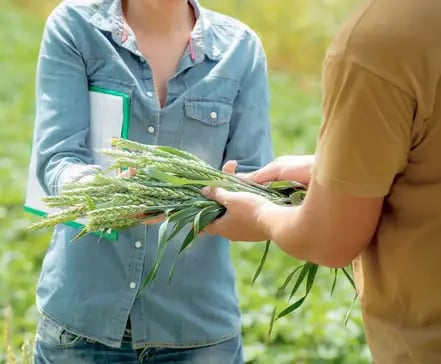 Two Southern States employees exchanging wheat in the field